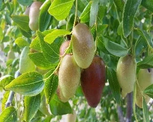 Jujube GA866 Live Plant – Grafted Tree – 2 Feet Tall – Ships in 3 Gallon Pot - Image 1