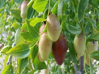 Jujube GA866 Live Plant – Grafted Tree – 2 Feet Tall – Ships in 3 Gallon Pot - Image 1