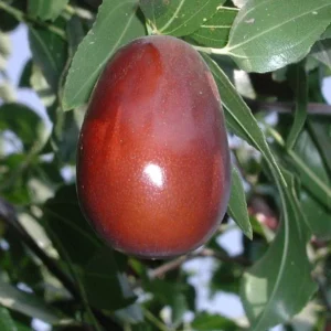 Jujube Lang Tree - 3ft Tall Grafted Live Fruit Tree - 3 Gallon Pot - Image 1