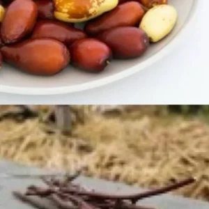 Jujube Tree Live Plant - Chinese Date Tree (Ziziphus jujuba) - Drought Tolerant Fruit Tree - Image 3