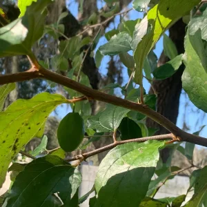 Jujube Tree Live Plant - Chinese Date Tree (Ziziphus jujuba) - Drought Tolerant Fruit Tree - Image 5