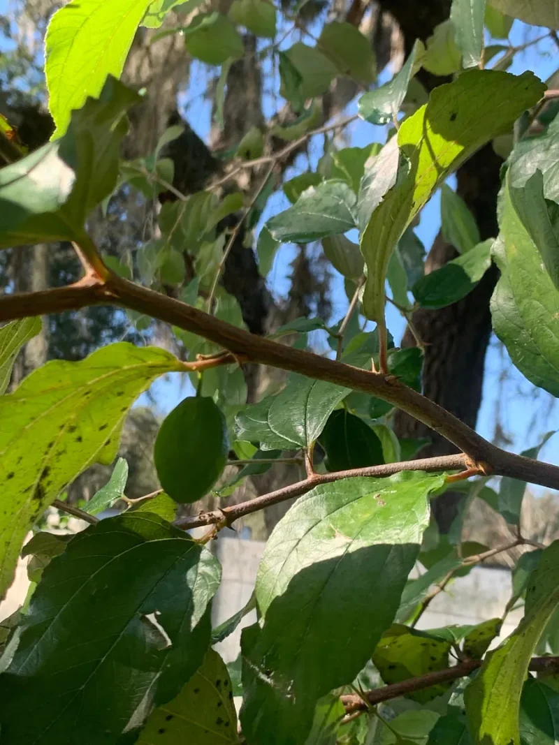 Jujube Tree Live Plant (Chinese Date) - Drought Tolerant