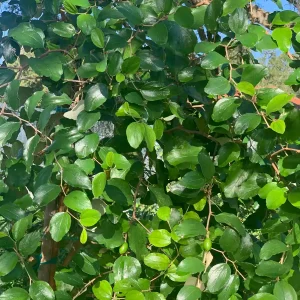 Jujube Tree Live Plant - Chinese Date Tree (Ziziphus jujuba) - Drought Tolerant Fruit Tree - Image 6