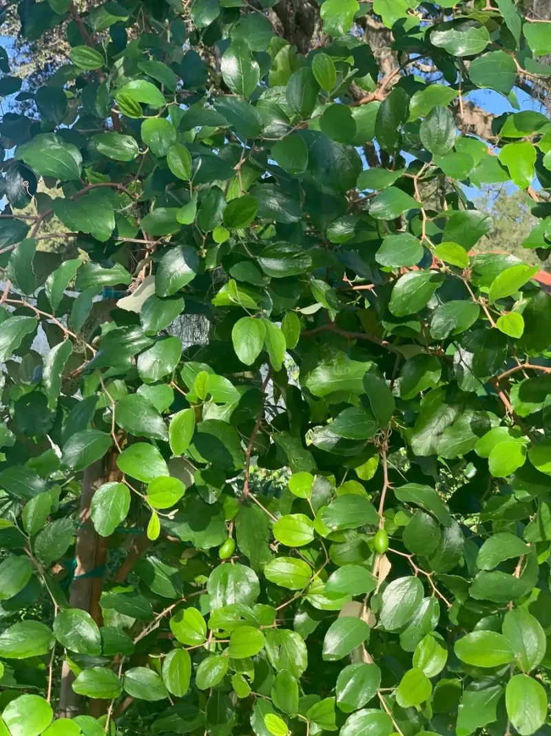 Jujube Tree Live Plant (Chinese Date) - Drought Tolerant