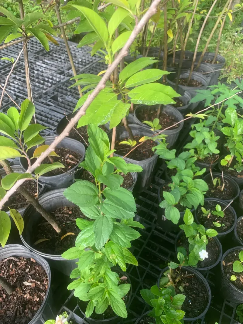 Jujube Tree Live Plant (Chinese Date) - Drought Tolerant