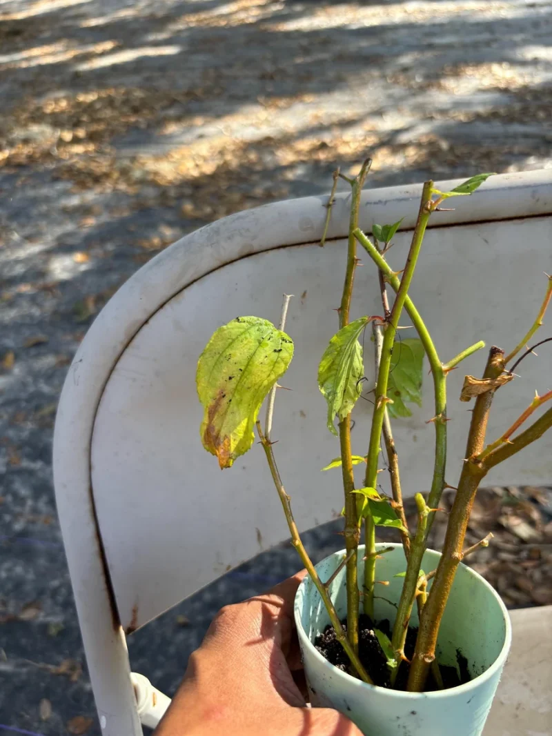 Jujube Tree Live Plant (Chinese Date) - Drought Tolerant