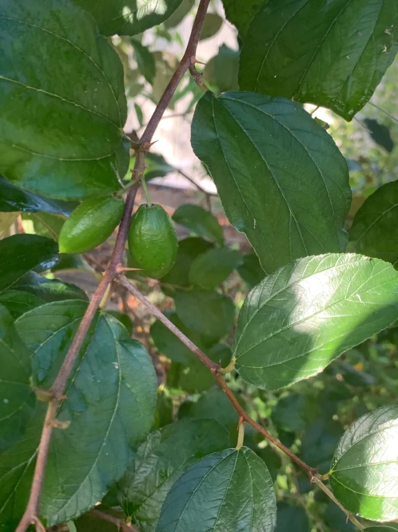 Jujube Tree Live Plant (Chinese Date) - Drought Tolerant