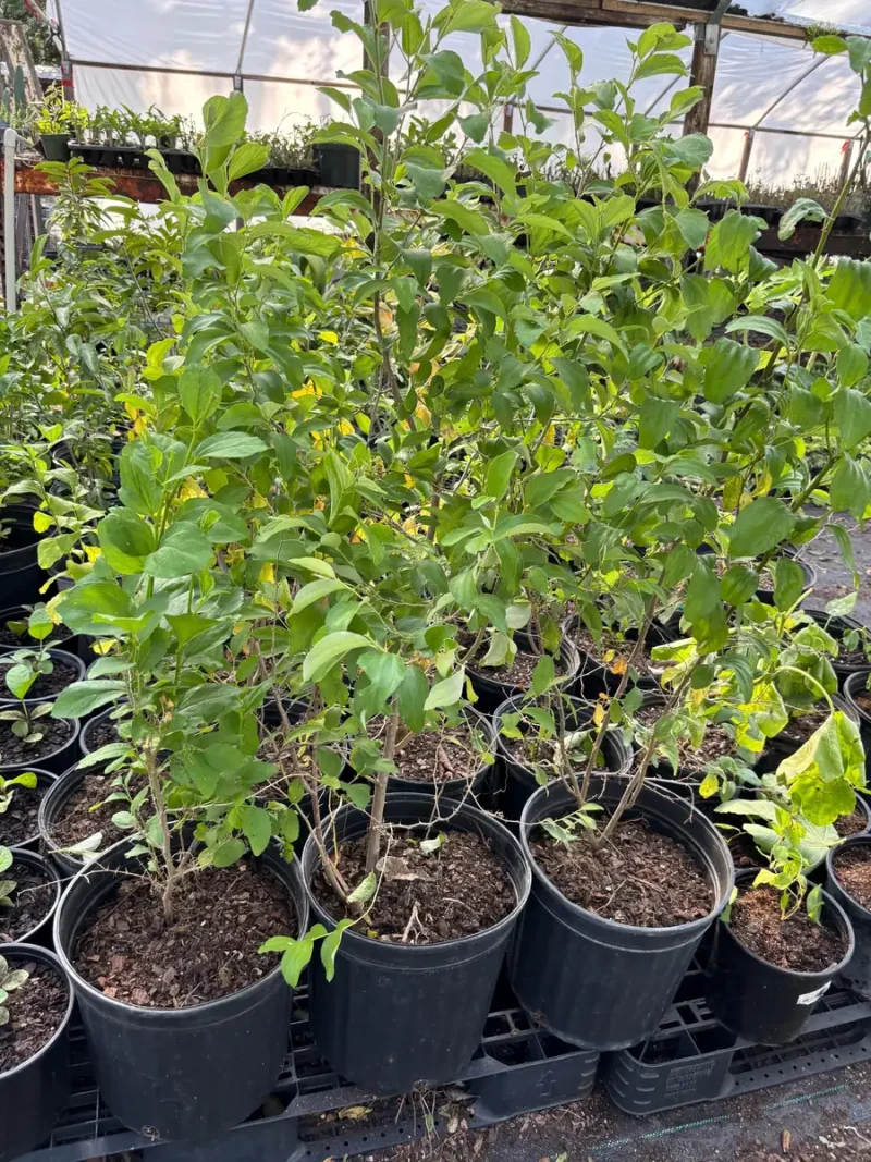 Jujube Tree Live Plant (Chinese Date) - Drought Tolerant