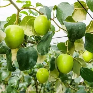 Jujube Tree Live Plant – Sweet Chinese Date Fruit – Drought Tolerant - Image 2