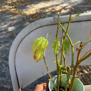 Jujube Tree Live Plant – Sweet Chinese Date Fruit – Drought Tolerant - Image 8