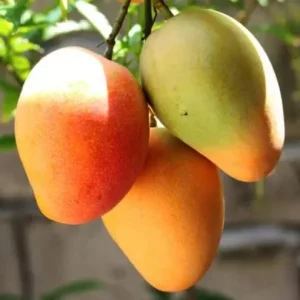 Julie Mango Tree Live Plant - Grafted, 3 Gallon Pot, Dwarf Fruit Tree - Image 2