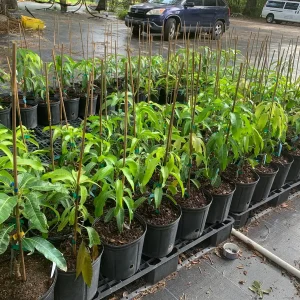 Julie Mango Tree Live Plant - Grafted, 3 Gallon Pot, Dwarf Fruit Tree - Image 3