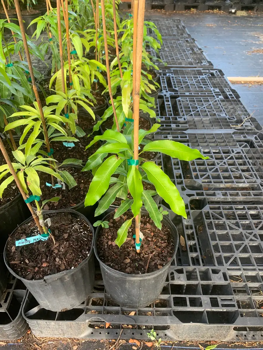 Julie Mango Tree Live Plant - Grafted, 3 Gallon Pot, Dwarf Fruit Tree - Image 4