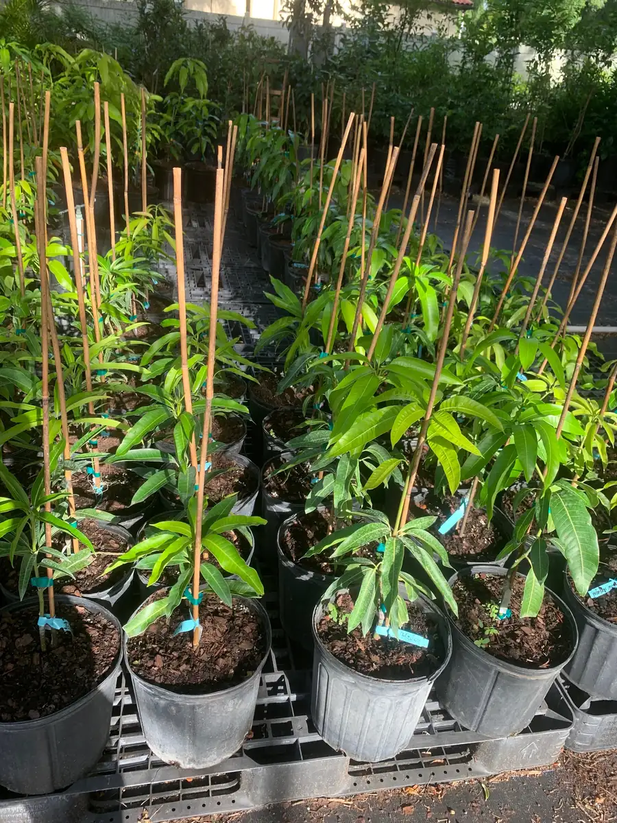 Julie Mango Tree Live Plant - Grafted, 3 Gallon Pot, Dwarf Fruit Tree - Image 1