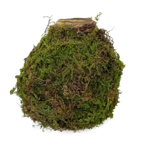 Jumbo Amaryllis Bulb – Moss Coated, Vivid Orange – Easy to Grow Holiday Blooms - Image 2