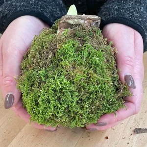 Jumbo Amaryllis Bulb - Moss Coated Waxed - No Water No Soil - Holiday Blooms - Image 3