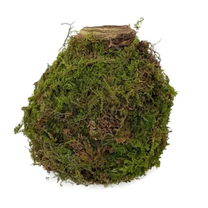 Jumbo Moss Coated Amaryllis Bulb - No Water, No Soil, Easy Holiday Blooms - Image 2