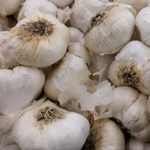 Jumbo Organic Softneck Garlic Bulbs - 3 Count for Planting, Easy to Grow - Image 7