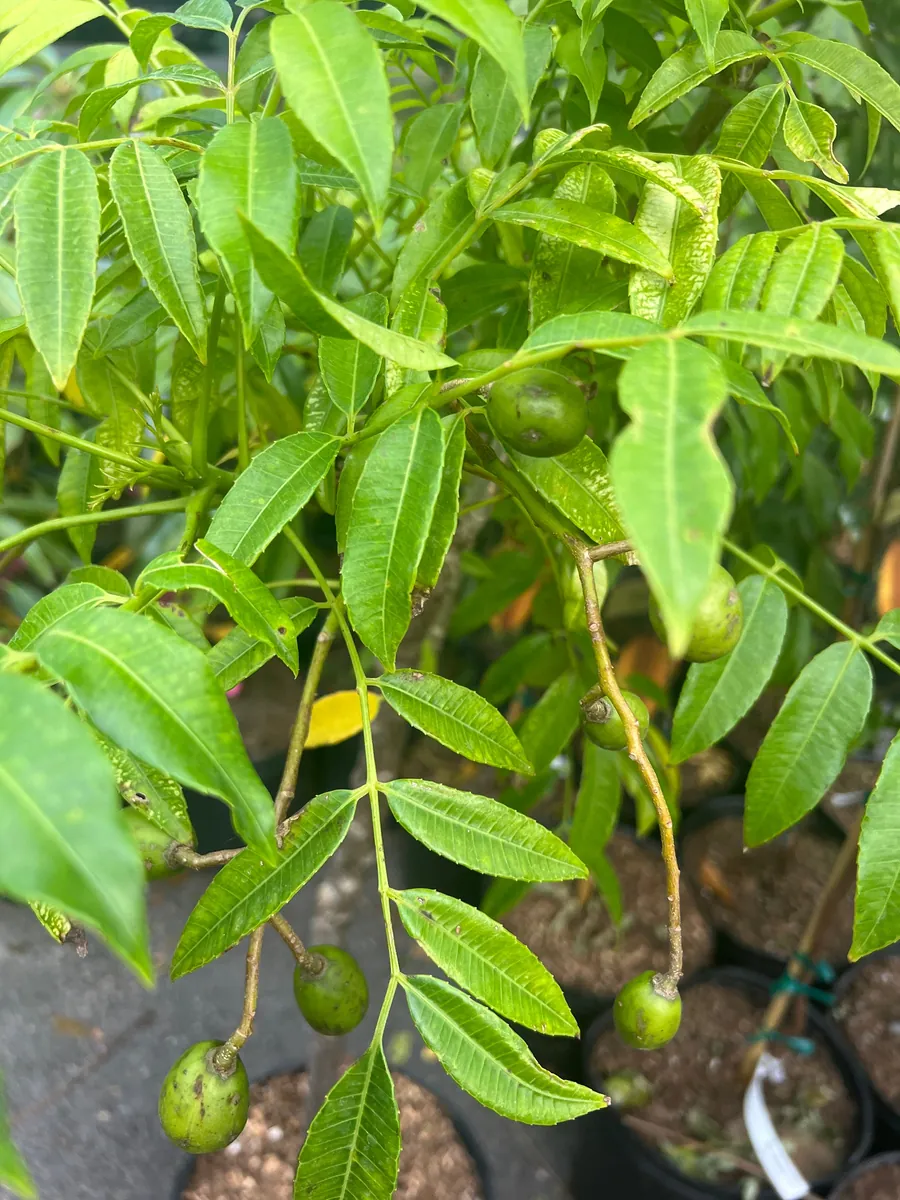 June Plum Dwarf Live Plant – Ambarella Fruit Tree – 3 Gallon Pot – Outdoor - Image 2