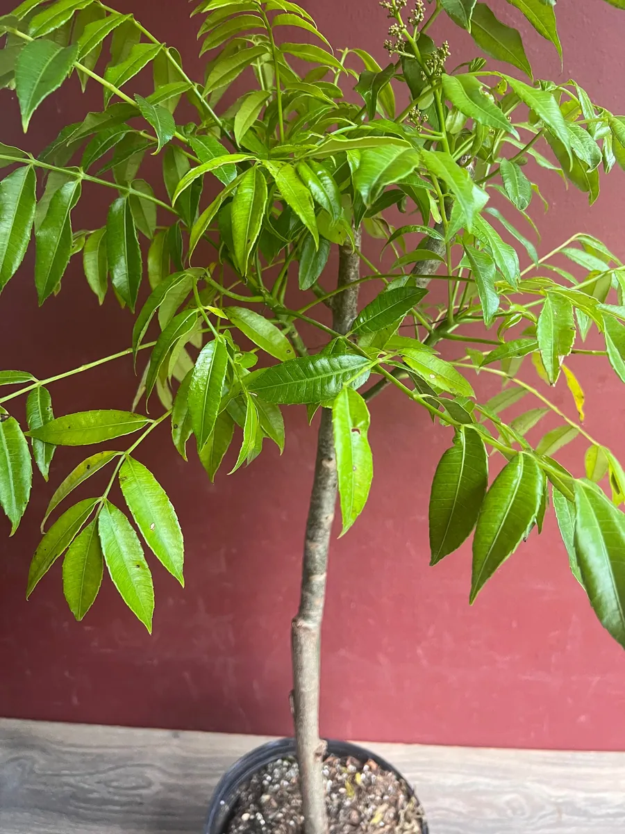 June Plum Dwarf Live Plant – Ambarella Fruit Tree – 3 Gallon Pot – Outdoor - Image 3