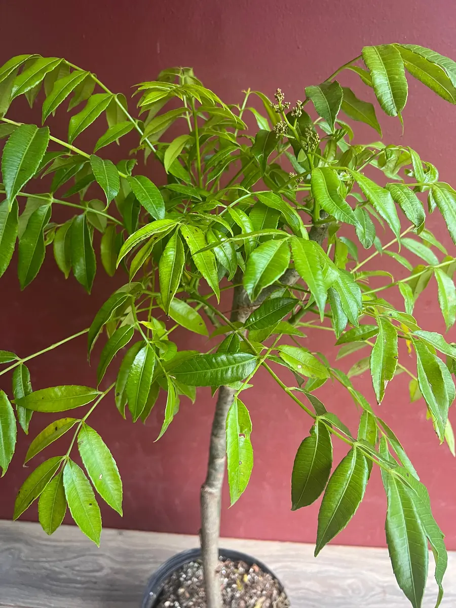 June Plum Dwarf Live Plant – Ambarella Fruit Tree – 3 Gallon Pot – Outdoor - Image 4