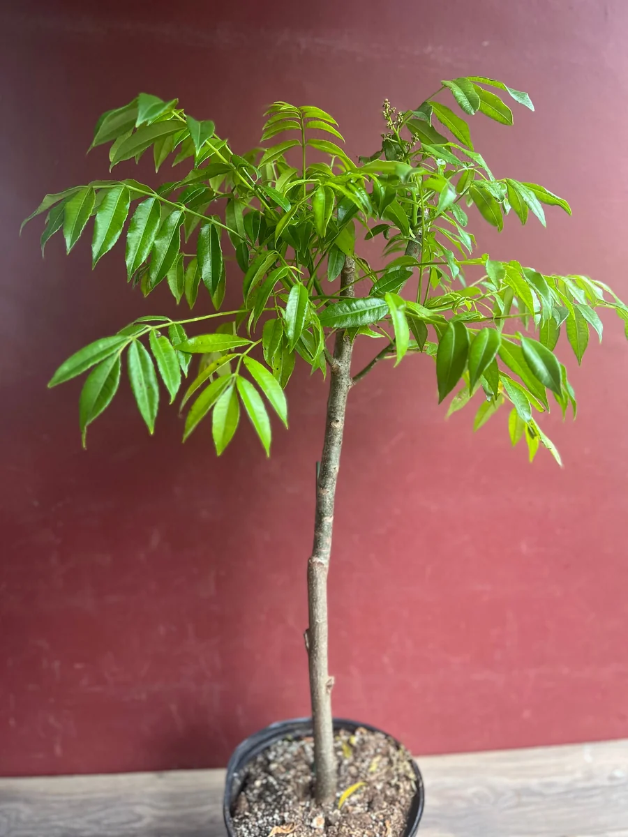 June Plum Dwarf Live Plant – Ambarella Fruit Tree – 3 Gallon Pot – Outdoor - Image 5