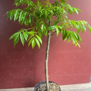 June Plum Dwarf Live Plant – Ambarella Fruit Tree – 3 Gallon Pot – Outdoor - Image 6