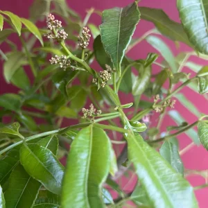 June Plum Dwarf Live Plant – Ambarella Fruit Tree – 3 Gallon Pot – Outdoor - Image 7