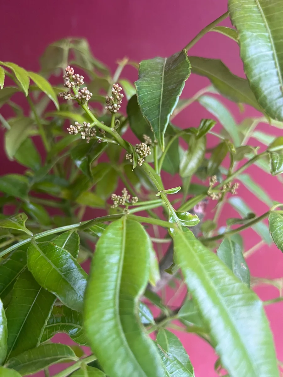 June Plum Dwarf Live Plant – Ambarella Fruit Tree – 3 Gallon Pot – Outdoor - Image 7