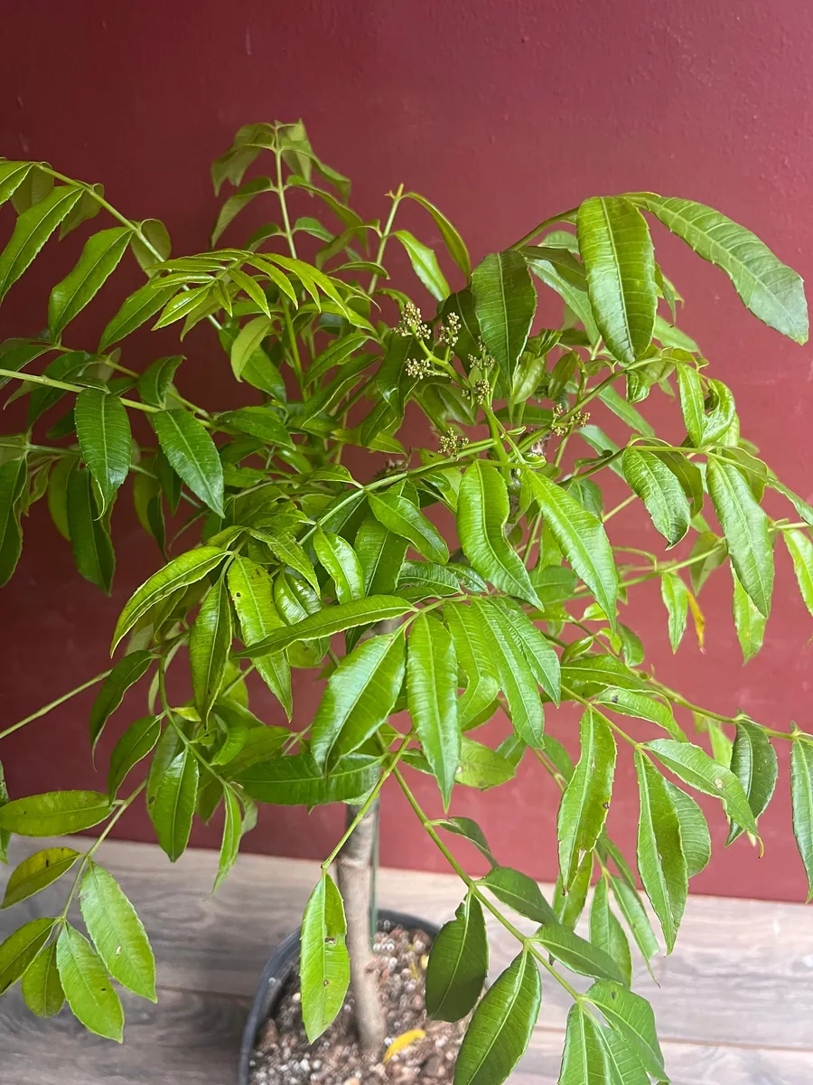 June Plum Dwarf Live Plant – Ambarella Fruit Tree – 3 Gallon Pot – Outdoor - Image 8