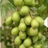 June Plum Live Plant – 3 to 4 Feet Tall – Ship in 3 Gallon Pot – Dwarf Ambarella - Image 1