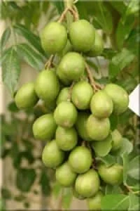 June Plum Live Plant - Spondias dulcis - 2-3 Feet Tall in 3 Gallon Pot - Image 1