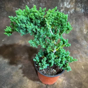 Juniper Procumbens Bonsai Tree Live Plant – 4 inch Grow Pot – Outdoor - Image 2