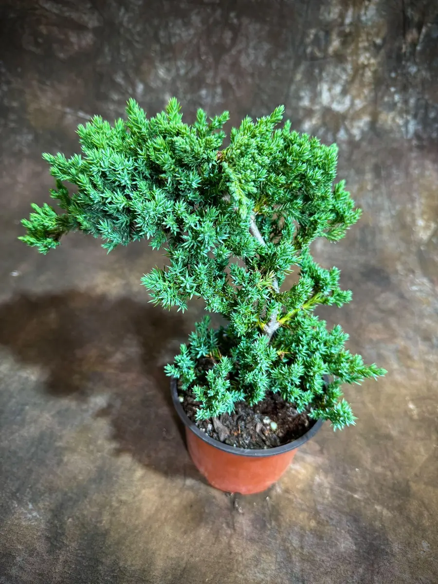 Juniper Procumbens Bonsai Tree Live Plant – 4 inch Grow Pot – Outdoor - Image 2