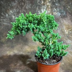Juniper Procumbens Bonsai Tree Live Plant – 4 inch Grow Pot – Outdoor - Image 3