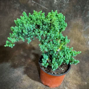 Juniper Procumbens Bonsai Tree Live Plant – 4 inch Grow Pot – Outdoor - Image 1