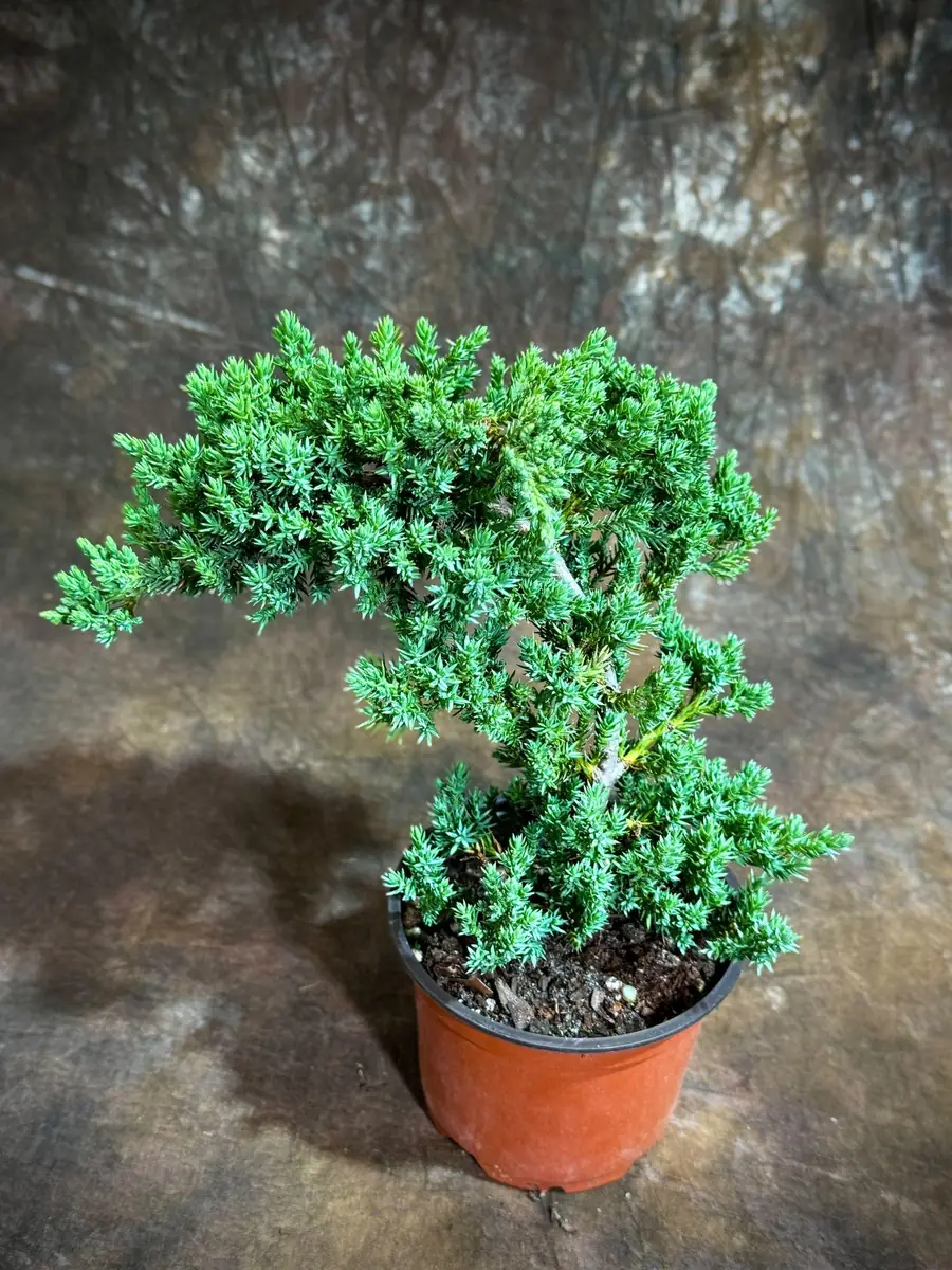 Juniper Procumbens Bonsai Tree Live Plant – 4 inch Grow Pot – Outdoor - Image 4