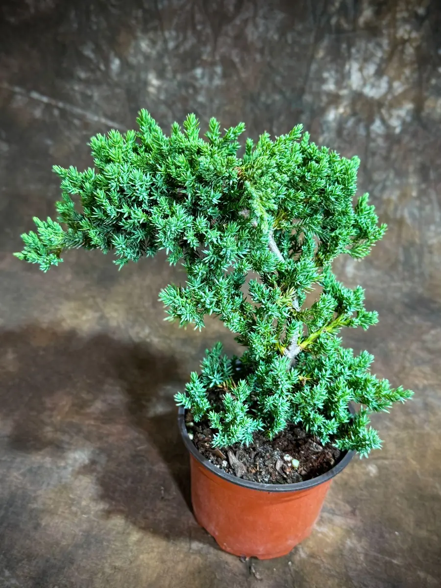 Juniper Procumbens Bonsai Tree Live Plant – 4 inch Grow Pot – Outdoor - Image 5