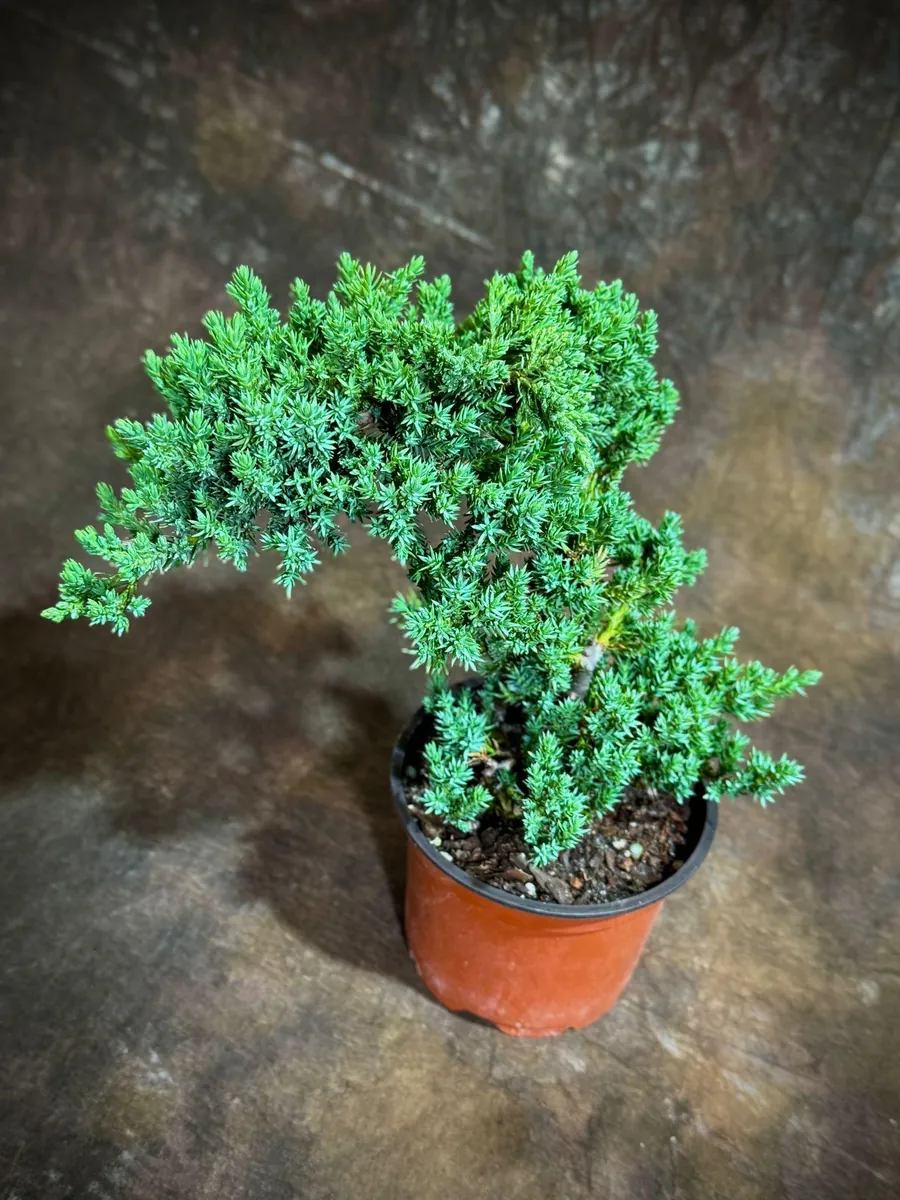 Juniper Procumbens Bonsai Tree Live Plant – 4 inch Grow Pot – Outdoor - Image 1