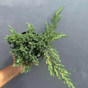 Juniper Procumbens Bonsai Tree Live Plant - 4 inch Pot - Outdoor Lucky Houseplant - Image 4