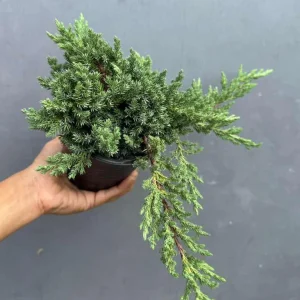 Juniper Procumbens Bonsai Tree Live Plant - 4 inch Pot - Outdoor Lucky Houseplant - Image 5