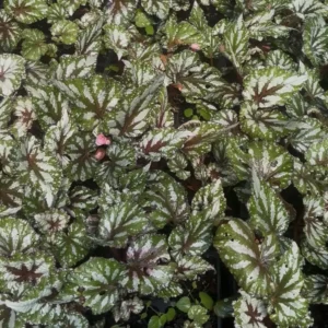 Jurassic Pink Splash Begonia Rex Live Plant – 3.5 inch Pot – Indoor/Outdoor Foliage - Image 2