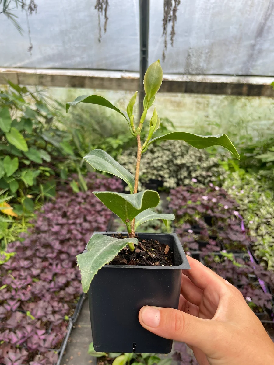 Jury Yellow Camellia Live Plant - 4 inch Pot - White & Yellow Flowers - Outdoor Shrub - Image 2