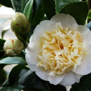 Jury Yellow Camellia Live Plant - 4 inch Pot - White & Yellow Flowers - Outdoor Shrub - Image 1