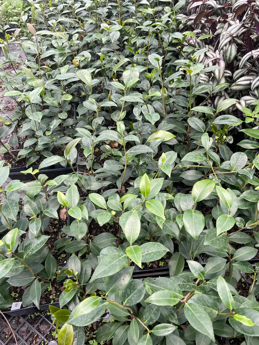 Jury Yellow Camellia Live Plant - 4 inch Pot - White & Yellow Flowers - Outdoor Shrub - Image 4