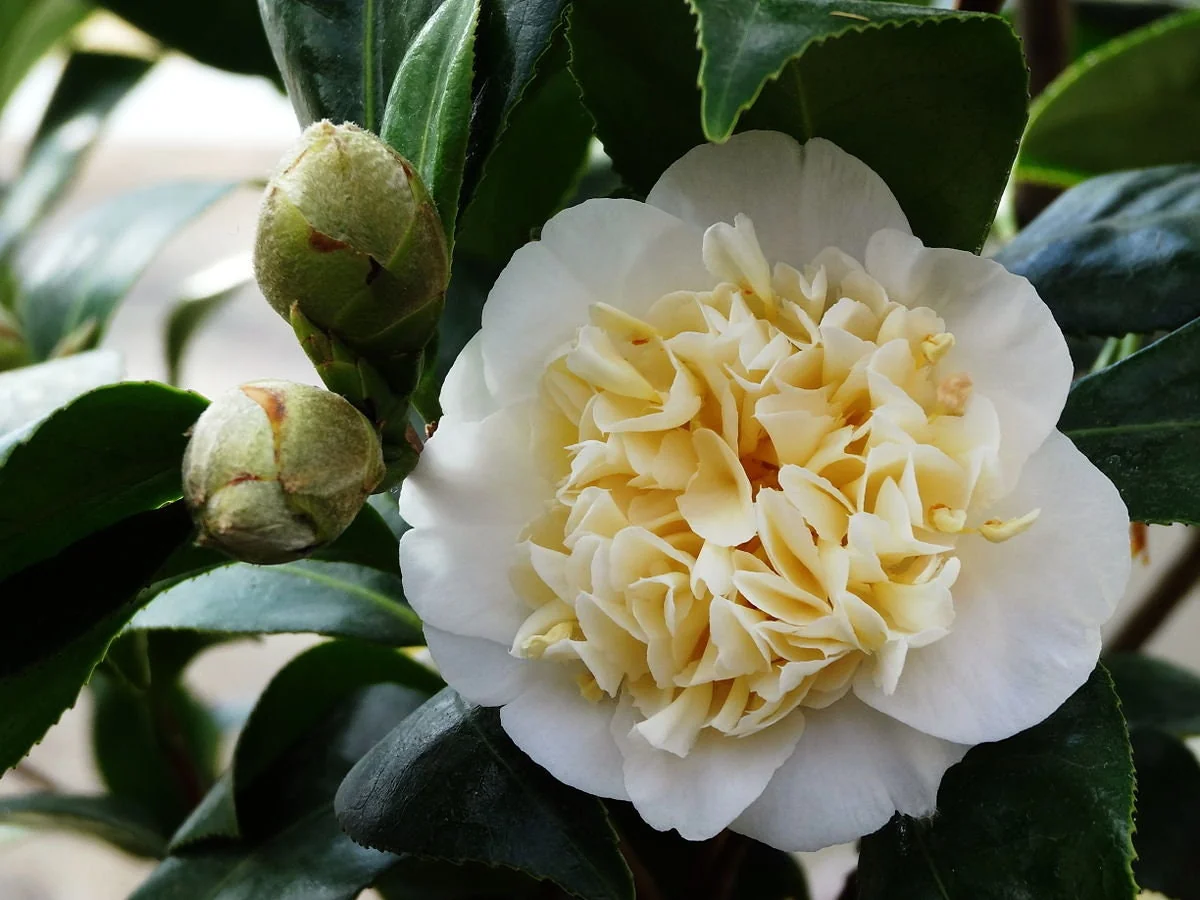 Jury Yellow Camellia Live Plant - 4 inch Pot - White & Yellow Flowers - Outdoor Shrub - Image 1