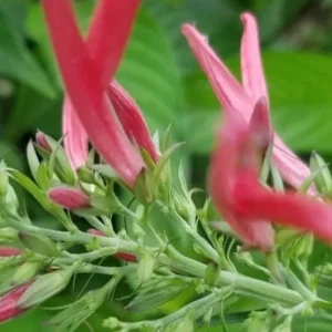 Justicia Spicigera Insulin Live Plant - 4 inch Pot - Indoor/Outdoor - Image 2