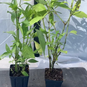 Justicia Spicigera Insulin Live Plant - 4 inch Pot - Indoor/Outdoor - Image 4