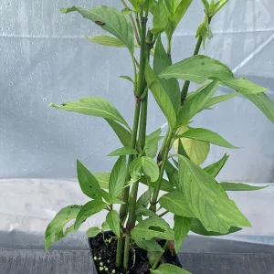 Justicia Spicigera Insulin Live Plant - 4 inch Pot - Indoor/Outdoor - Image 5