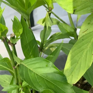 Justicia Spicigera Insulin Live Plant - 4 inch Pot - Indoor/Outdoor - Image 6